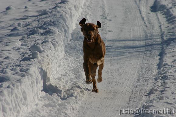 vizsla_ful.JPG